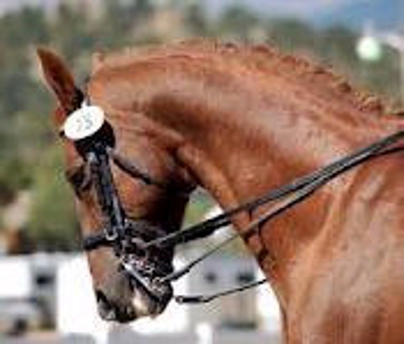 <p>headgear for a horse</p>