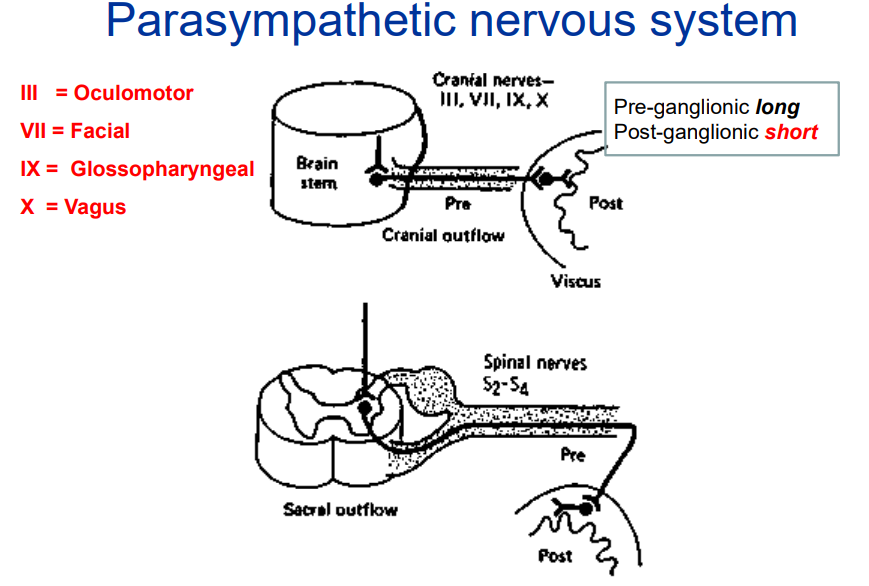 <ul><li><p>Cranial Nerves Involved:</p><ul><li><p>III (Oculomotor) – Controls eye movements and pupil constriction.</p></li><li><p>VII (Facial) – Controls facial expressions and salivation.</p></li><li><p>IX (Glossopharyngeal) – Involved in swallowing and salivation.</p></li><li><p>X (Vagus) – Regulates heart rate, digestion, and respiratory function.</p></li></ul><p>Pre- and Post-Ganglionic Nerve Features:</p><ul><li><p>Pre-ganglionic fibers are long (travel far before synapsing).</p></li><li><p>Post-ganglionic fibers are short (synapse close to the target organ).</p></li></ul></li></ul><p></p>