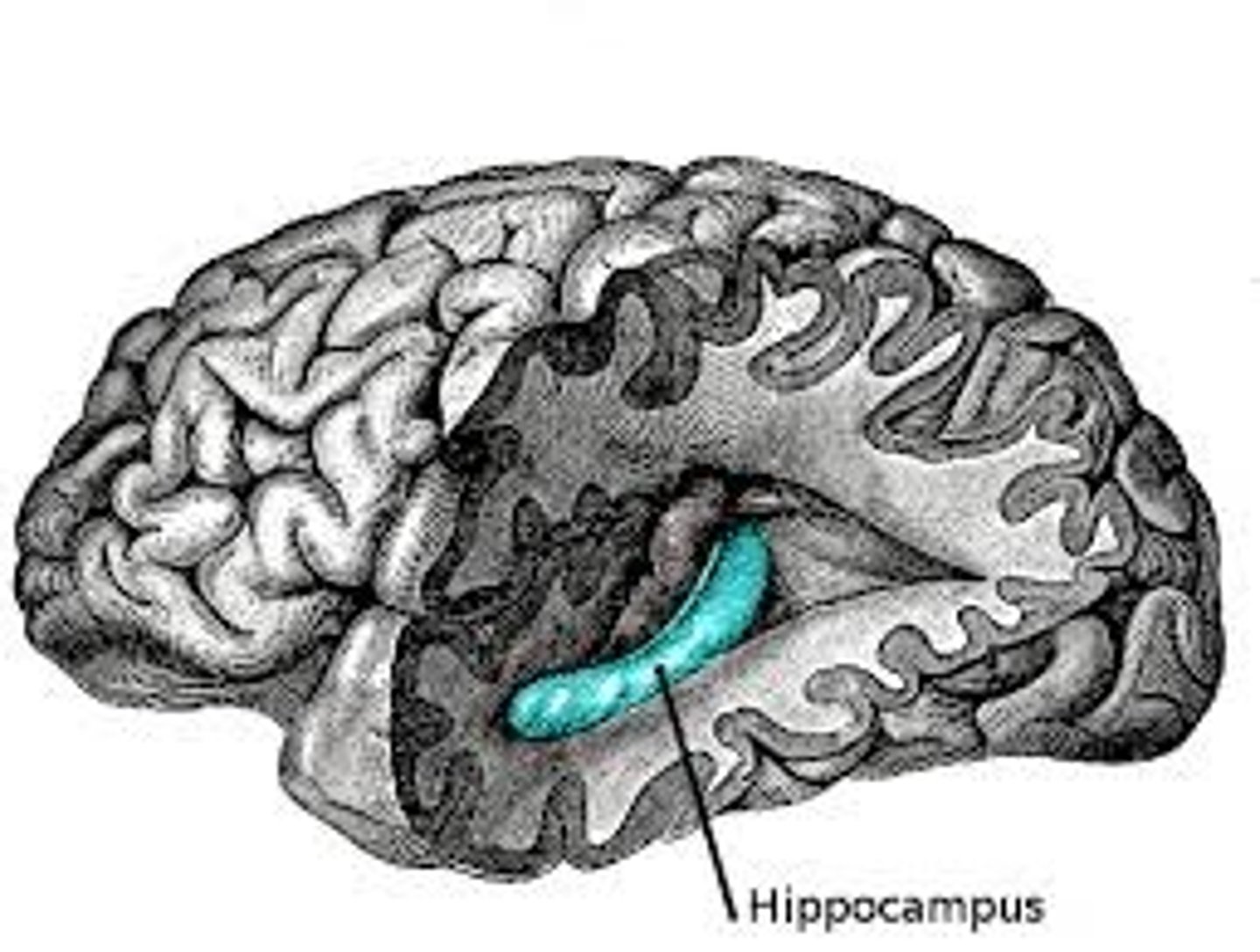 <p>Processes explicit memories.</p>
