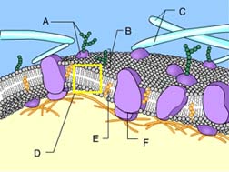 <p>Which structure’s function is stabilization of the phospholipids</p>