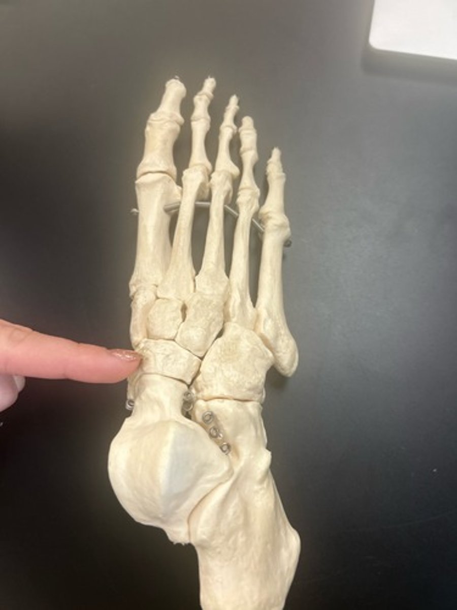 <p>name the bone</p>