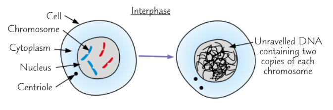 <p>(before mitosis in cell cycle)</p><ul><li><p>Cell carries out normal functions + prepares to divide</p></li><li><p>Cell <strong>DNA unravelled </strong>+ <strong>replicated</strong></p></li><li><p><strong>Organelles replicated</strong></p></li><li><p>ATP content increased</p></li></ul><p></p>