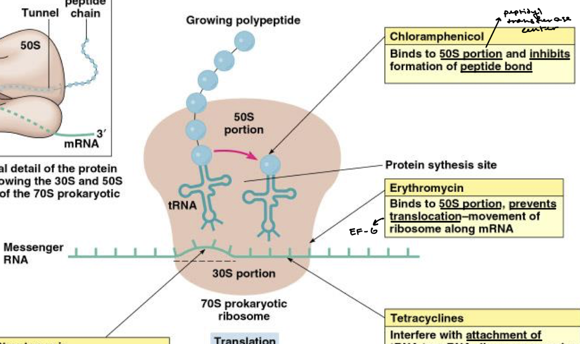 <p>Binds to the 50S portion (specifically the PTC) and inhibits formation of the peptide bond.</p>