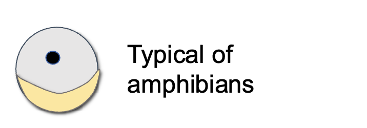 <p>moderate amount of yolk, concentrated at vegetal pole</p>