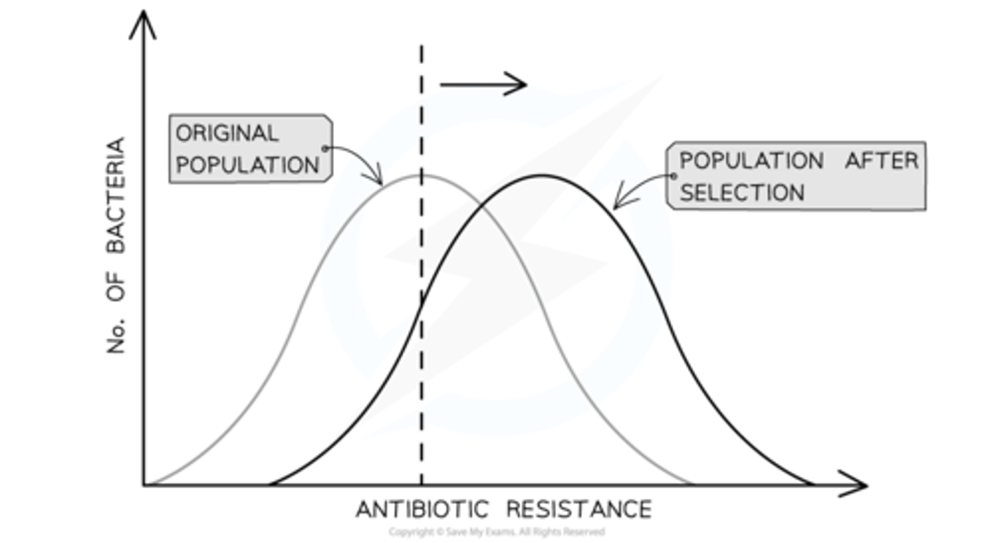<p>- Individuals with alleles for one extreme of a trait have a selective advantage.</p><p>- The frequency of alleles for this extreme increases, while the frequency of alleles for the other extreme decreases.</p><p>- This can occur, for example, when bacteria develop resistance to an antibiotic.</p>
