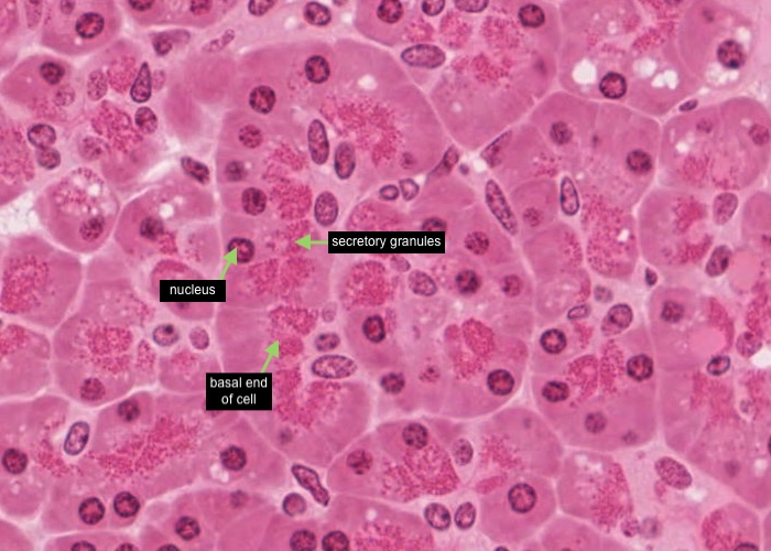 Pancreas acinus