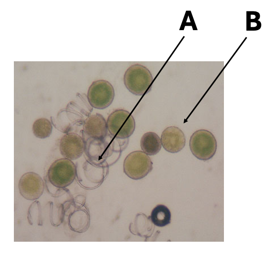 <p>Elaters are indicated by the latter:</p><ul><li><p>A</p></li><li><p>B</p></li></ul><p></p>