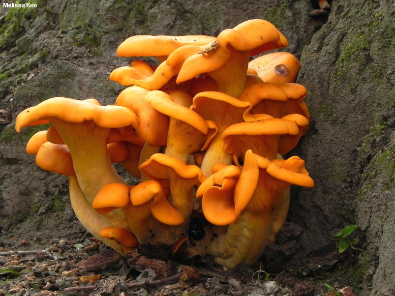 <p>What fungus is this? (Scientific name)</p>