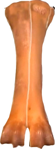 this is a _____(bone) of a ______(animal)?