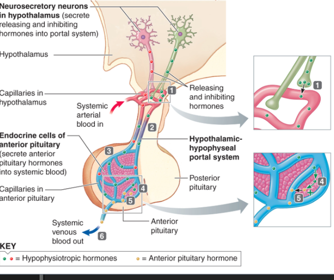 <p><span data-name="check_mark" data-type="emoji">✔</span> It shows <strong>how the hypothalamus controls the anterior pituitary</strong> using <strong>releasing &amp; inhibiting hormones.</strong></p>