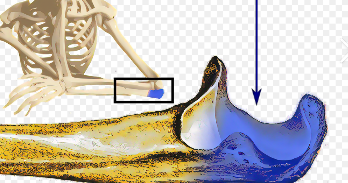 <p>What bone structure is this?</p>