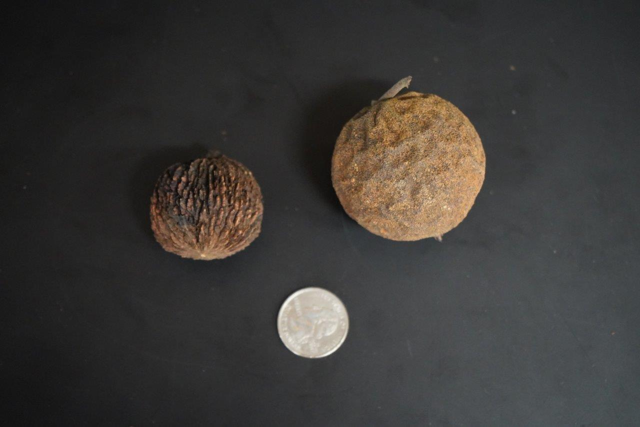 <p>black walnut, American walnut</p><p>Family: Juglandaceae</p><p>Natural history: Wood is dark, straight grained, and very hard, favored for furniture and architectural woodwork. Highest quality lumber produced in lower Ohio River valley. The husks are used as a dye. Nuts eaten by squirrels and humans prize their intense flavor. Threatened by thousand cankers disease, a fungal pathogen transmitted by walnut twig beetles Thousand cankers disease was first recorded in NC in Haywood County in 2012 and currently confined there. Exhibits allelopathy, inhibited the growth of nearby vegetation by producing the compound juglone from its root system.</p>