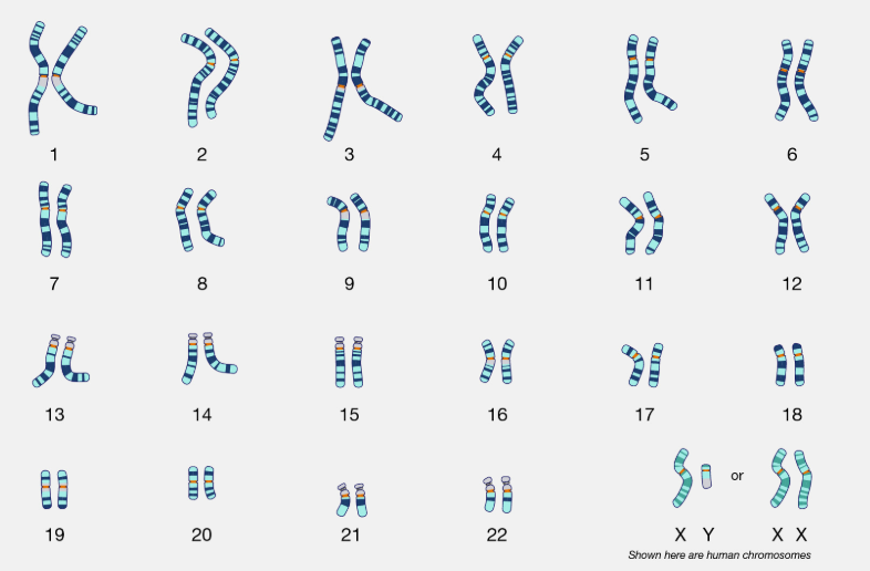 <p>a display of chromosome pairs ordered by size and length</p><p>used to see irregularities like down syndrome, turner syndrome, and klinefelter syndrome</p>