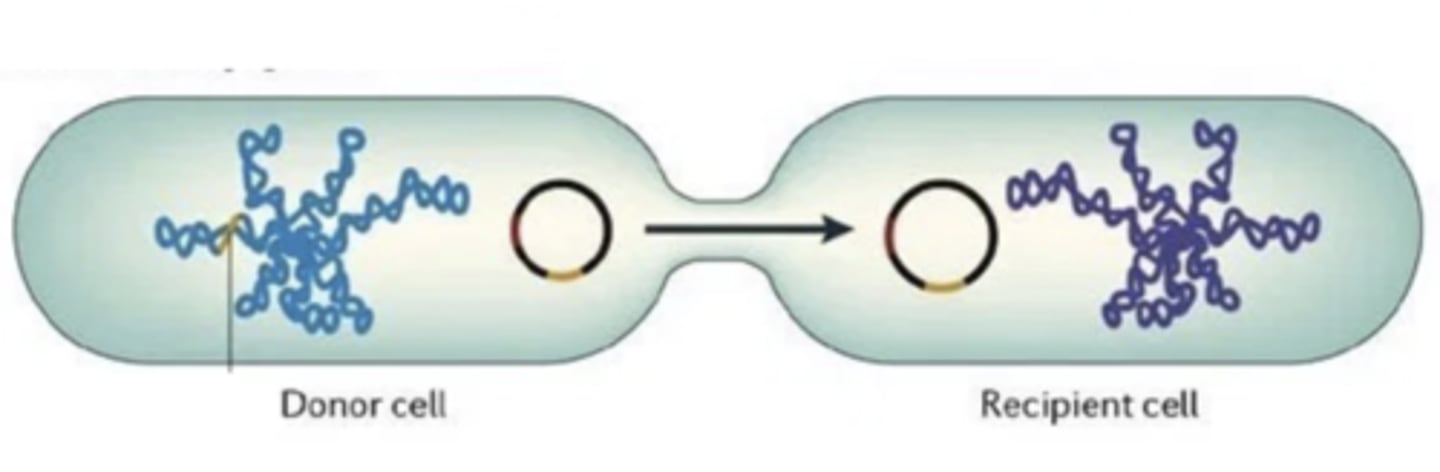 <p>a process in which there is a unidirectional transfer of genetic information through direct cellular contact between a donor bacterial cell and a recipient bacterial cell</p>