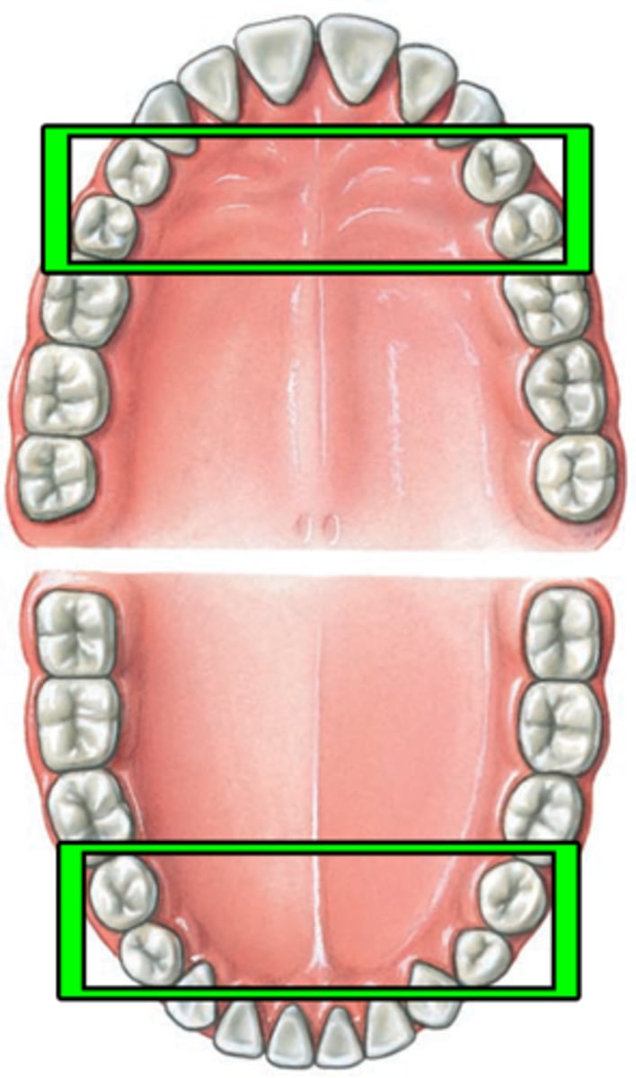 <p>The teeth immediately behind the canines; used in chewing, grinding, and shearing food. bicuspid or bicuspid (usually)</p>