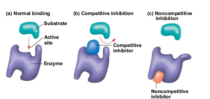 <p>competitive inhibitors and non-competitive inhibitors</p>