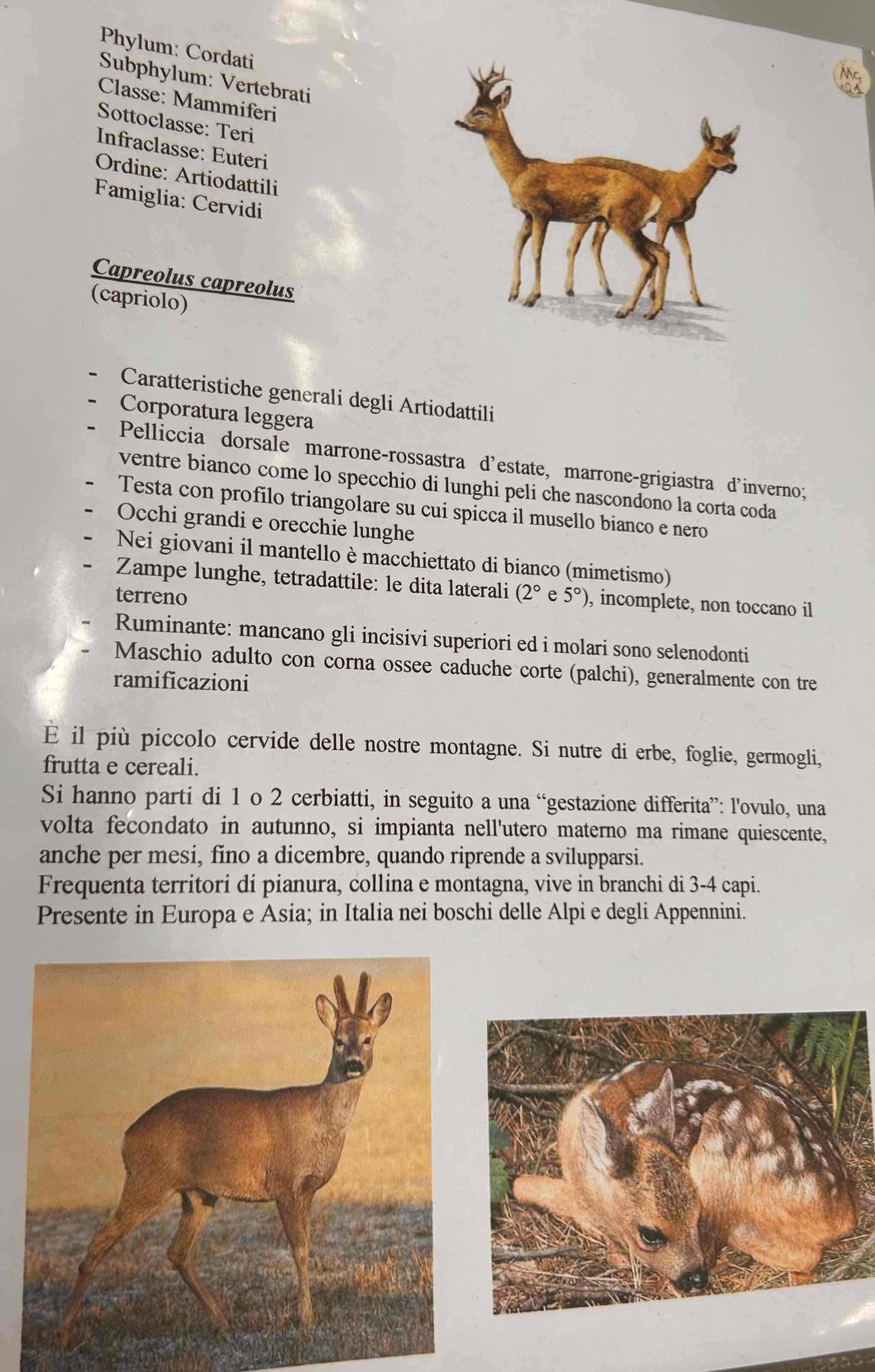 <p>Cordati</p><p style="text-align: start">Vertebrati</p><p style="text-align: start">Gnatostomi</p><p style="text-align: start">Tetrapodi</p><p style="text-align: start">Mammiferi</p><p style="text-align: start">Eutheria</p><p style="text-align: start">Artiodattila</p><p style="text-align: start">Capreolus capreolus (capriolo)</p>