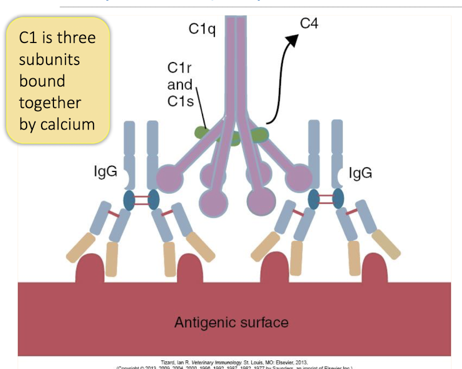 <p>antibody binds to microorganism → exposes C’ binding site on antibody → C1 encounters bound antibody &amp; crosslinks bt adjacent antibodies → C1 is activated &amp; becomes an active protease → C1 cleaves C4</p>