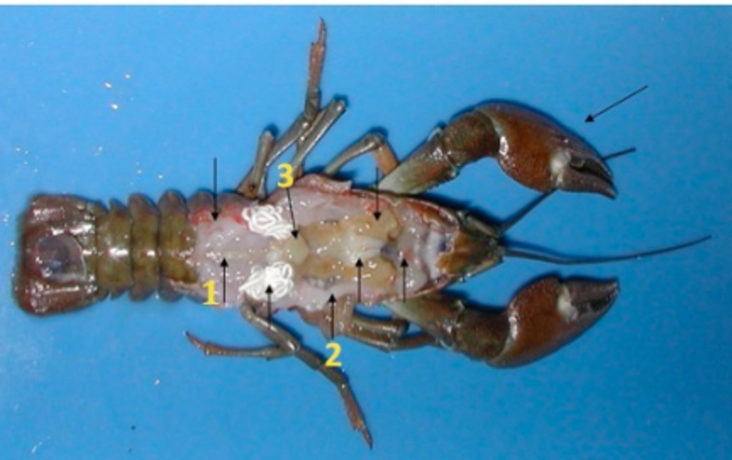 <p>Crabs, shrimp, lobster</p>