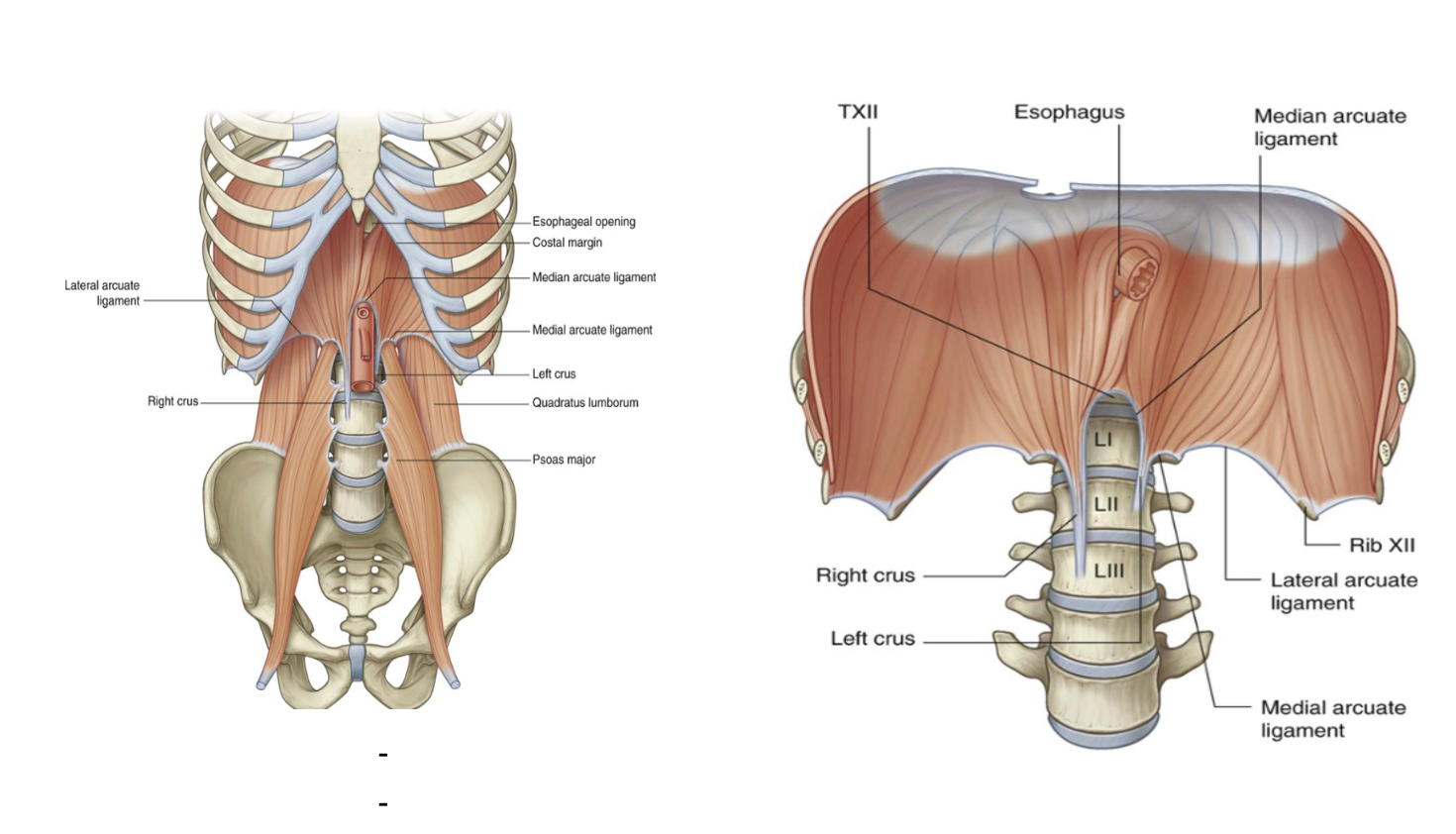 <ul><li><p><span>Dome shaped, origin is on the vertebral column in the lumbar region</span></p></li><li><p><span>Starts with 2 ligaments called right &amp; left crus&nbsp;</span></p><ul><li><p><span>Right crus is attached to LIII vertebrae</span></p></li><li><p><span>Left crus is attached to anterior side of body to LII, anterior disc, and L1</span></p><ul><li><p><span>Both ligaments join together along the midline with a ligament called median arcuate ligament</span></p><ul><li><p><span>Starts from LII and follows inferior part of vertebrae L1, with its final insertion on the transverse process of L1&nbsp;</span></p></li></ul></li></ul></li></ul></li><li><p><span>When moving to lateral side, there is another ligament – lateral arcuate ligament</span></p><ul><li><p><span>On the left and on the right – starts from transverse process of L1 and ends on the tip of the false rib 12&nbsp;</span></p></li><li><p><span>Also the</span><u><span> superior part of the anterior layer of the thoracolumbar fascia</span></u><span> that goes down to cover the quadratus lumborum muscle (latissisim dorsi muscle) muscle</span></p></li></ul></li></ul>
