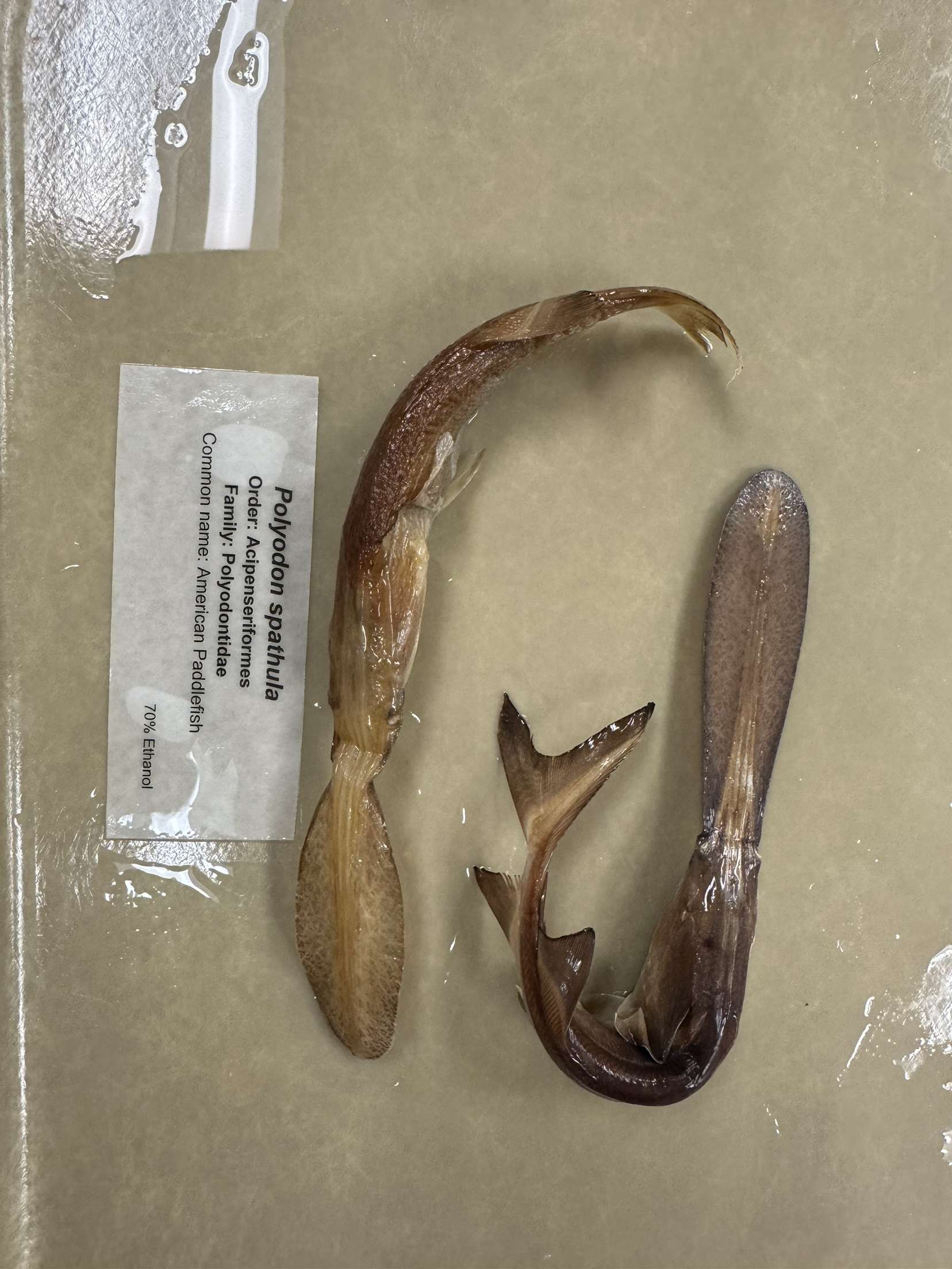 <p>Polyodon spathula</p>