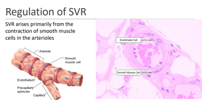 <p>smooth muscle cells in the arterioles</p>
