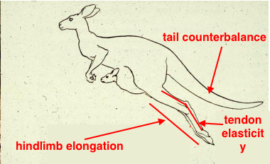 <ul><li><p>hindlimb elongation</p></li><li><p>tail counterbalance</p></li><li><p>tendon elasticity</p></li></ul><p></p>