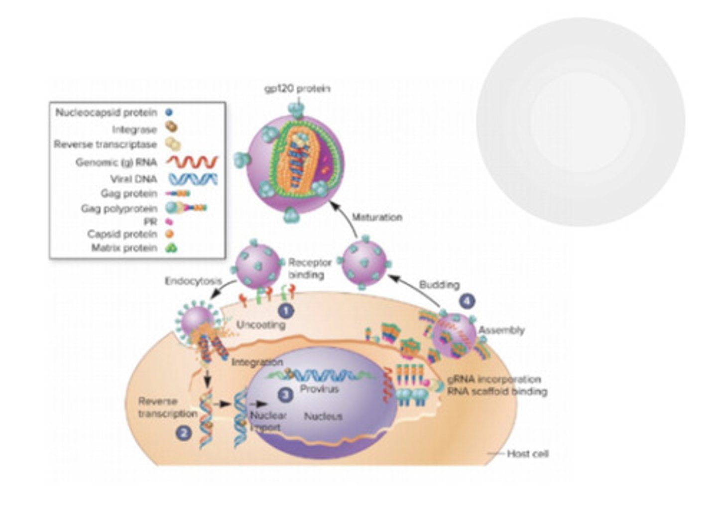 <p>dsDNA is transcribed to ssRNA, then replicated to dsRNA; RT then converts dsRNA back into dsDNA and is then transcribed to mRNA</p>