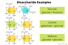 <p>A double sugar, consisting of two monosaccharides joined by a glycosidic linkage formed by a dehydration reaction. </p>