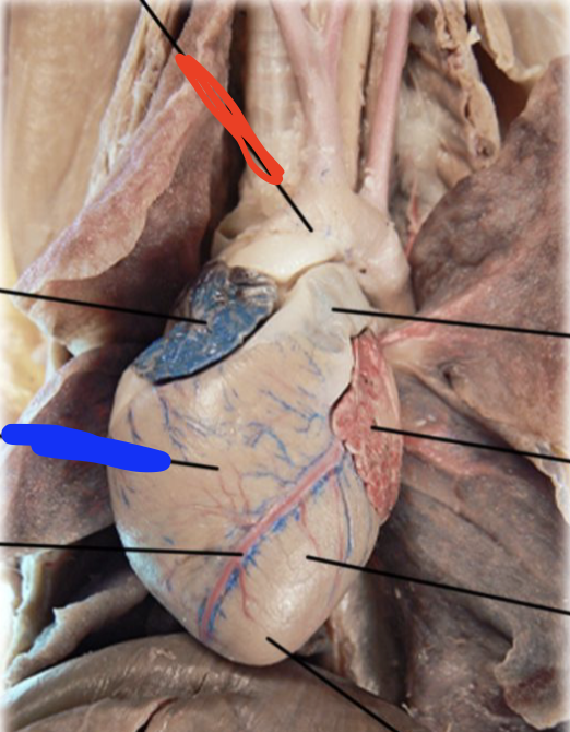 <p><strong>layer of heart?</strong></p>