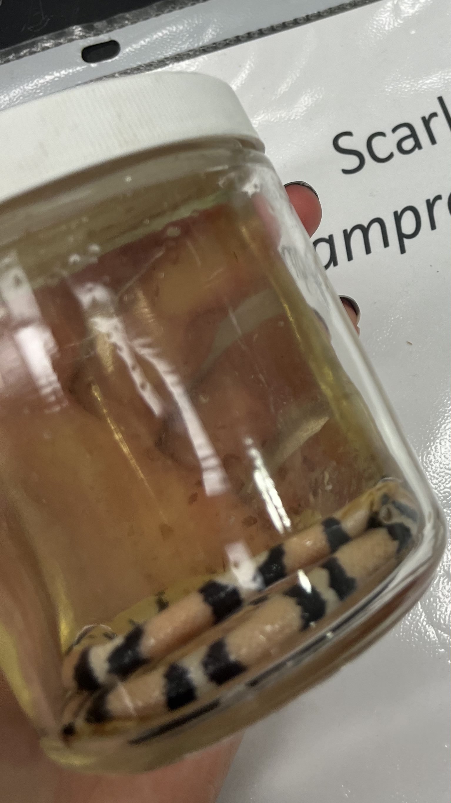 <ul><li><p>red, black, yellow</p></li><li><p>small</p></li><li><p>pattern continues to dorsal</p></li><li><p>“neater” pattern</p></li></ul><p></p>