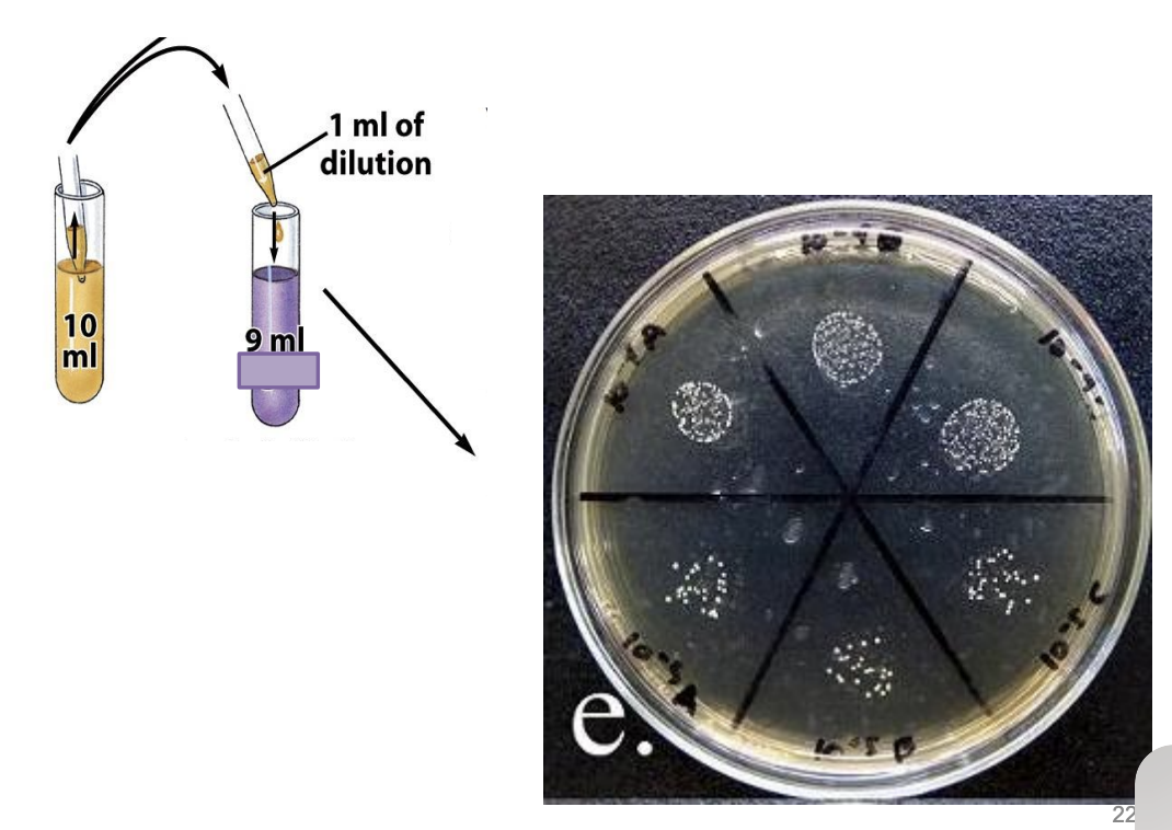 <ol><li><p>Serially dilute sample</p></li><li><p>Divide plate into 6 parts (or into how many dilutions you’ll plate)</p></li><li><p>Pipette 0.01 mL (10 uL) of sample of particular dilution into each division of plate</p></li><li><p>Incubate</p></li><li><p>Colonies grow on surface</p></li></ol><p></p>