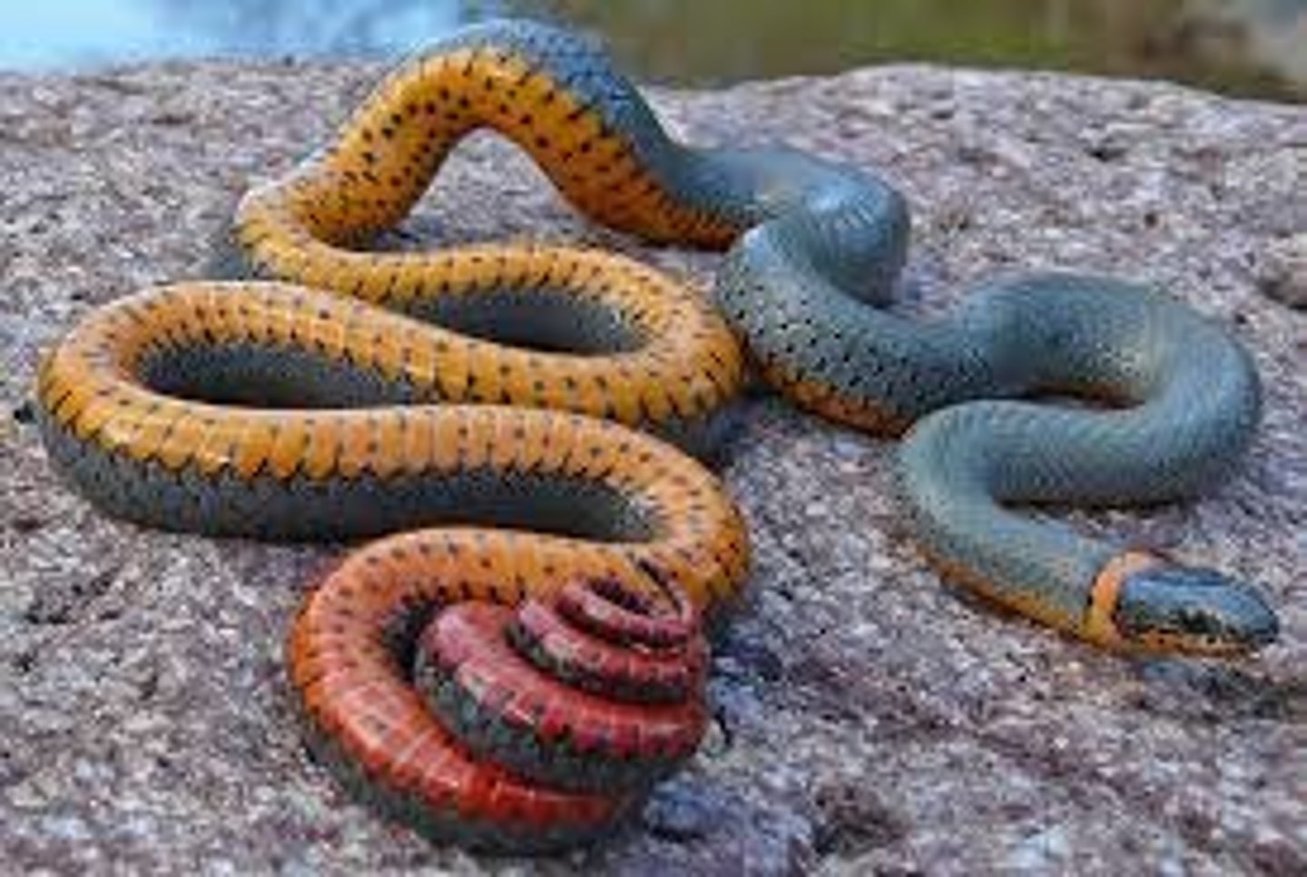 <p>- yellow ring around neck</p><p>- orange to red belly</p><p>- 2 rows of half-moon patterns on belly</p><p>- brown + patchy back</p>