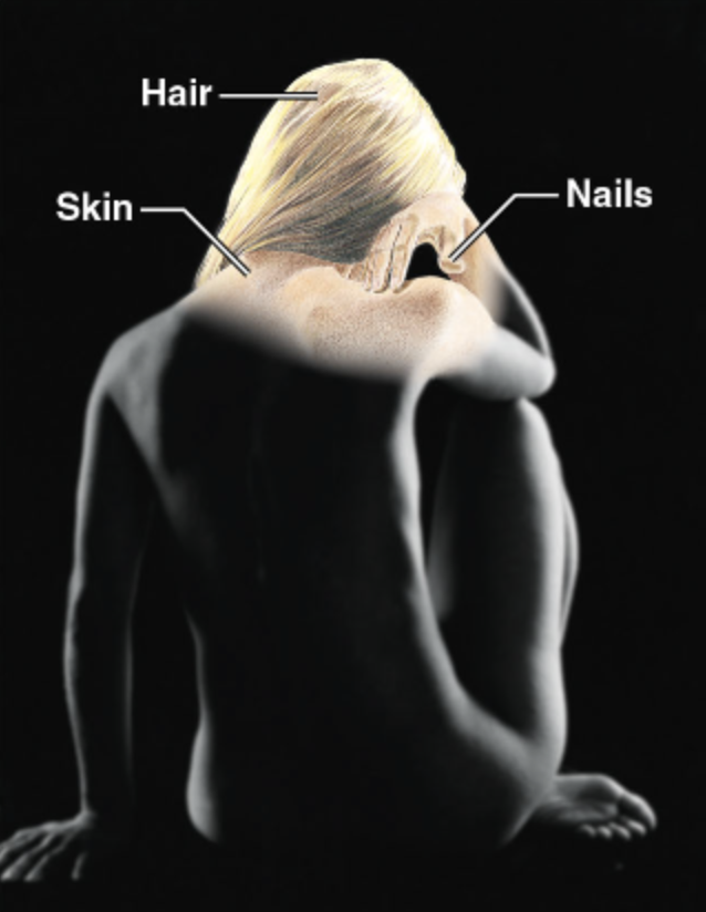 <ul><li><p>Forms the external body covering, and protects deeper tissues from injury</p></li><li><p>Synthesizes vitamin D</p></li><li><p>Houses cutaneous (pain, pressure, etc.) receptors and sweat and oil glands</p></li><li><p><span style="color: red;"><strong>Hair, Skin, Nails</strong></span></p></li></ul><p></p>