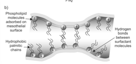<p>Explain the following image in terms of lung-thorax coupling</p>