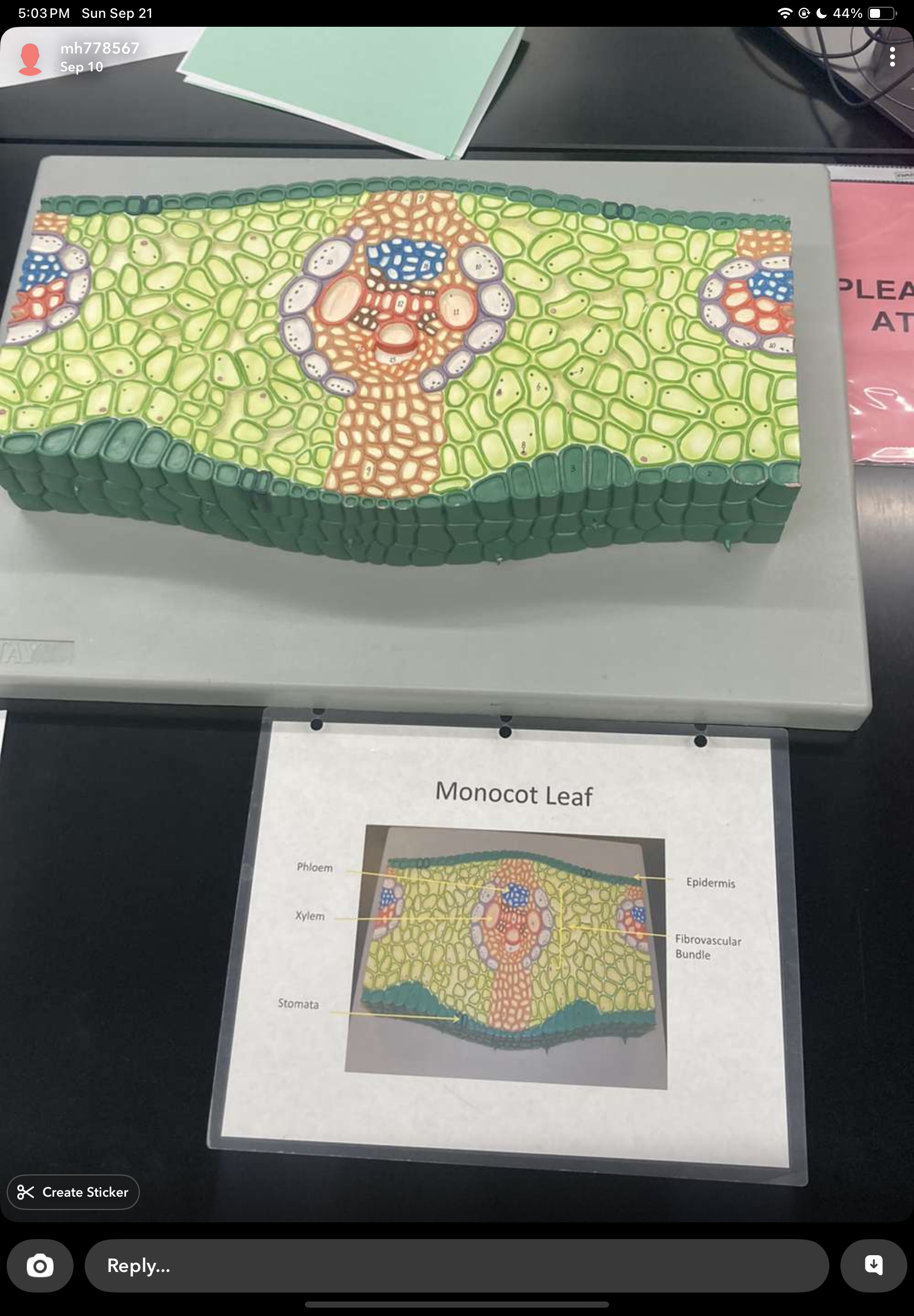 knowt flashcard image