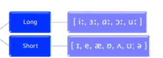 <p>Vowels that remain relatively unchanged during production.</p>