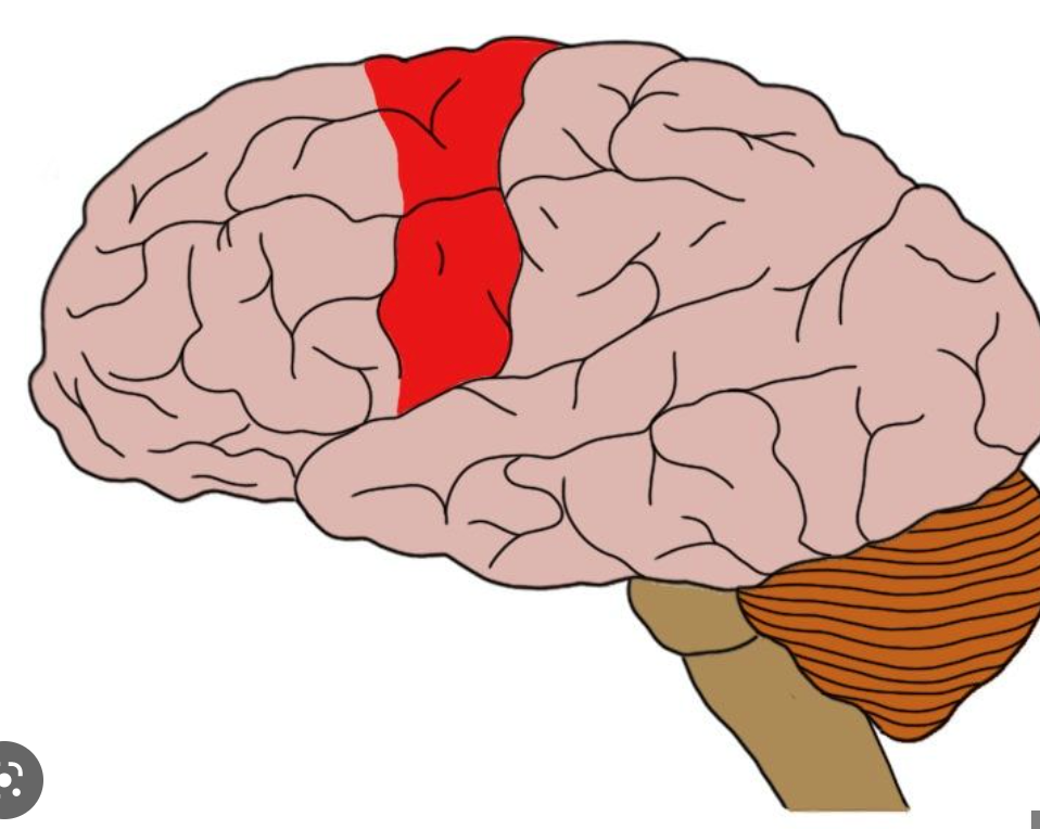 controls voluntary movements
