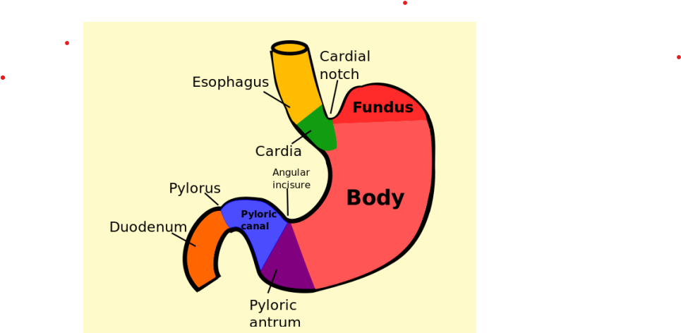 The Stomach: Diagram 