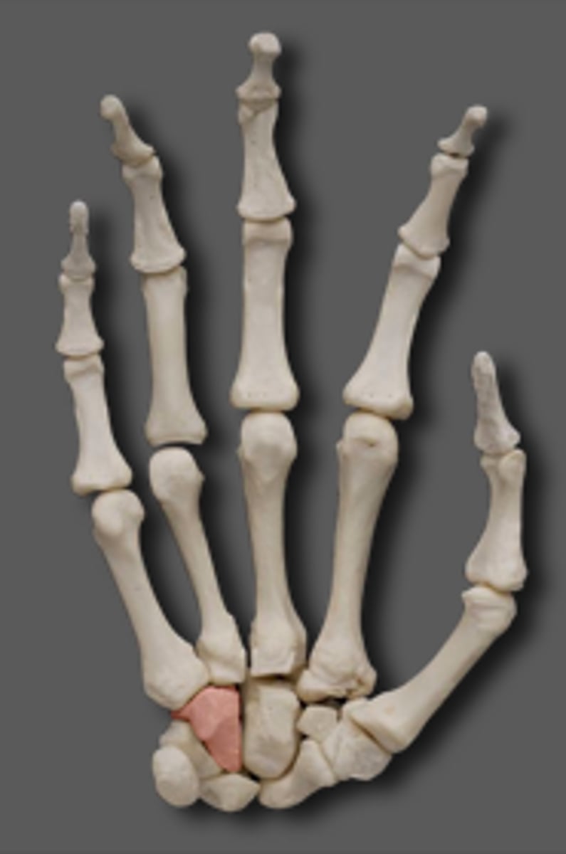 <p>hamate of the carpal</p>