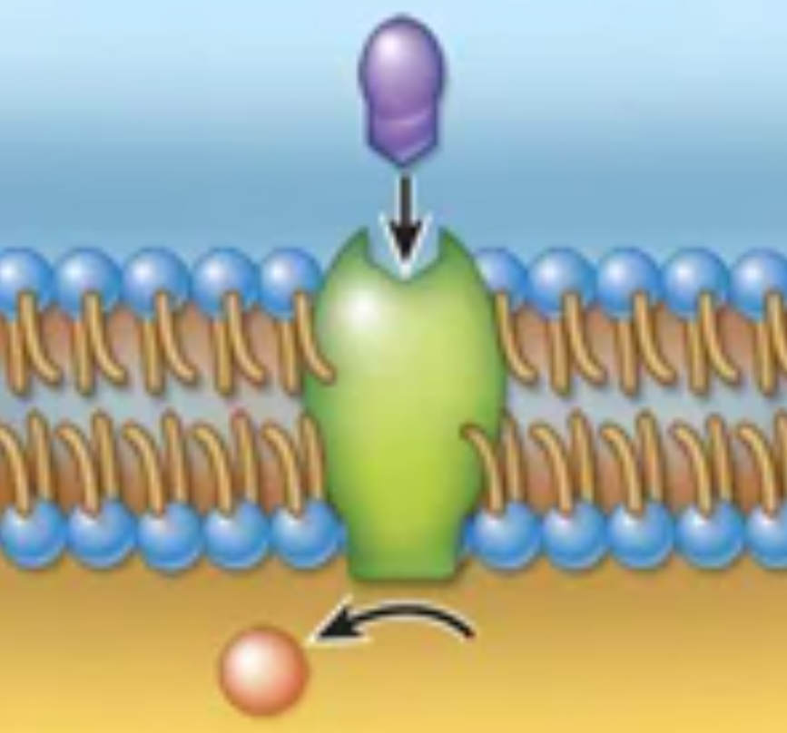 <p>Structure and function</p>
