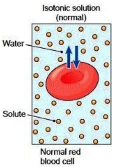 <p>Refers to when a cell has the same concentration of solute and water, in and outside of the cell.</p>