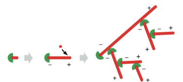 <p>nucleates assembly to form a branched network & remains associated with the minus end</p><ul><li><p><em><u>Arp</u></em> = Actin Related Protein</p></li><li><p>although face of molecule equivalent to the plus end (top) in both Arp2 & Arp3 is very similar to the plus end of actin itself, differences on sides & minus end prevent these Arps from forming filaments on their own or co-assembling into filaments with actin</p></li><li><p><strong><em>they can nucleate actin polymerization</em></strong></p></li></ul><p></p><p>Needs<em><u> Nucleation-Promoting Factor (NPF)</u></em> to bind to Arp so it can nucleate the actin filament (because now it resembles the plus end of the actin filament)</p><ul><li><p>the Arp2/3 complex nucleates filaments most efficiently when it’s bound to the side of a pre-existing actin filament</p></li><li><p>filament branches grow at a 70 degree angle relative to the original filament</p></li></ul><p></p>