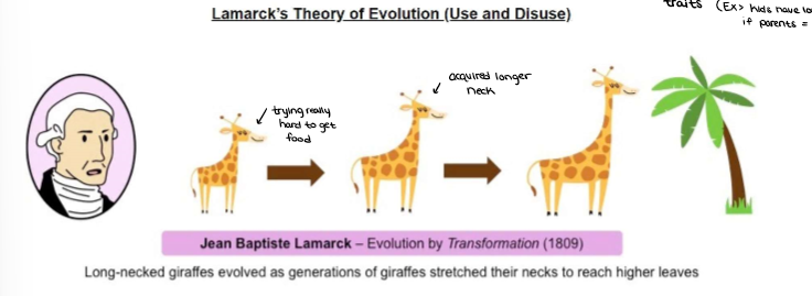 <ul><li><p>Jean-Baptiste Lamarck, a French scientist proposed that species changed as a result of the habitual <strong><mark data-color="yellow" style="background-color: yellow; color: inherit;">“use or disuse”</mark></strong> of a feature.</p></li><li><p>Excessive use would cause a feature to develop, while continued disuse would cause it to atrophy (a condition in which a tissue or organ shrinks and wastes away when not used).</p></li><li><p>He then proposed that these modified features could be passed on to successive generations, changing the species over time.</p></li><li><p>This was referred to as <strong><mark data-color="yellow" style="background-color: yellow; color: inherit;">“Inheritance of </mark><u><mark data-color="yellow" style="background-color: yellow; color: inherit;">ACQUIRED</mark></u><mark data-color="yellow" style="background-color: yellow; color: inherit;"> characteristics.”</mark></strong></p><ul><li><p>offspring will have these traits </p><ul><li><p>(Ex&gt; kids have lots of muscles if parents are active)</p></li></ul></li></ul></li></ul><p></p>