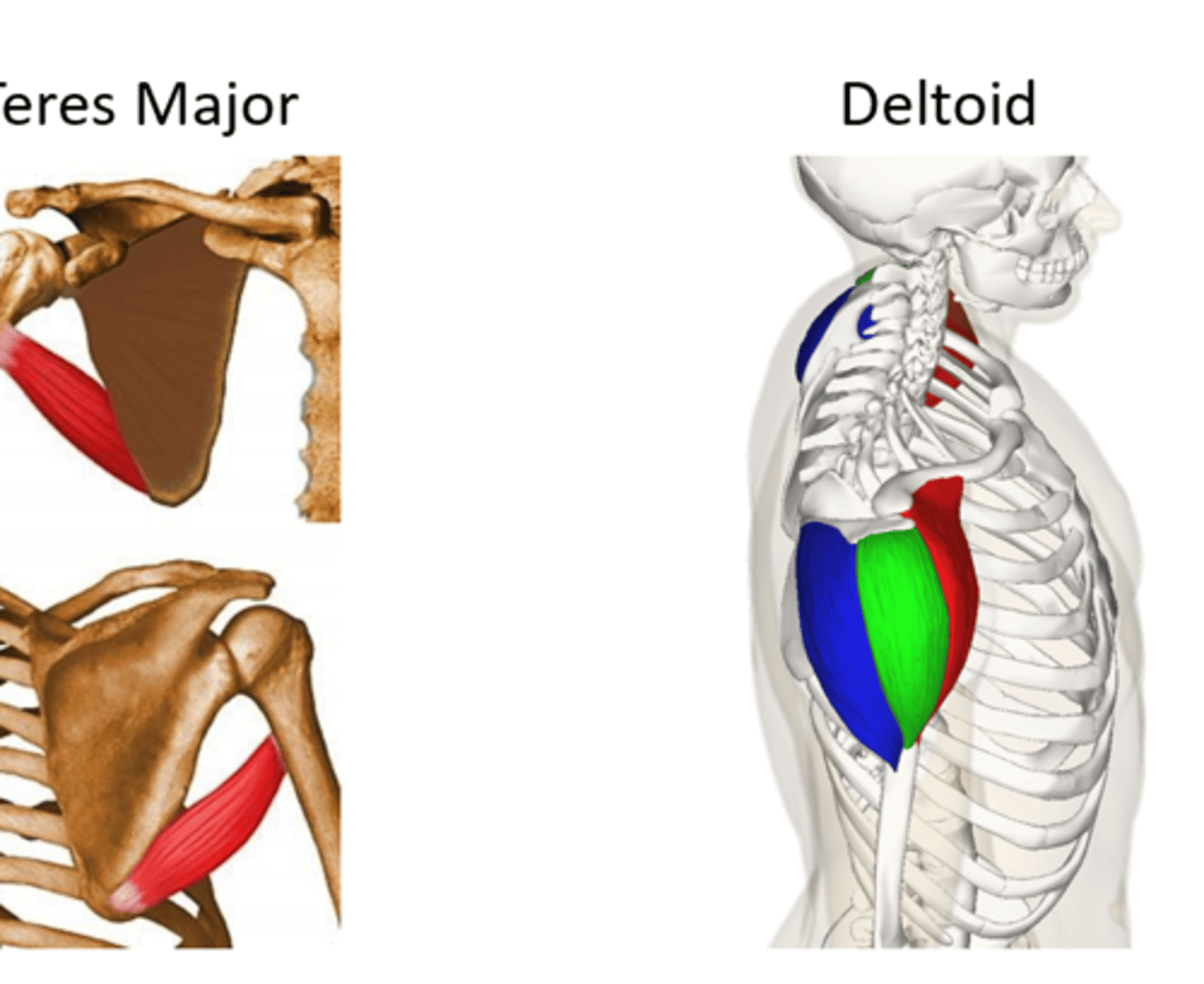 <p>Deltoid and Teres Major</p>