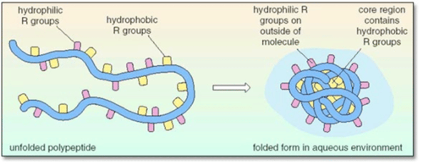 <p>Hydrocarbon side chains are attracted to each other by weak dispersion forces</p><p>Creates a water-free "pocket" (like oil on water)</p><p>- Side chains go towards the middle to avoid water while hydrophilic parts go out.</p>