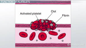 <ol><li><p>Releases important clotting chemicals (fibrinogen)</p><ol><li><p>The forms from fibrinogen. Fibrinogen is the dissolved form of Fibrin that circulates in your blood.</p><ol><li><p>When blood isn’t forming a clot the fiber isn’t solid, its dissolved as fibrinogen and circulates so with the help of platelets releasing these clotting initiations it will go through its formation and become a solid structure</p></li></ol></li></ol></li><li><p>Temporarily patch damaged vessel walls (only small damages won’t be able to patch major arteries or big lacerations)</p></li><li><p>Reduces the size of a break in a vessel wall</p></li></ol>