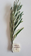 Hippophaë rhamnoides