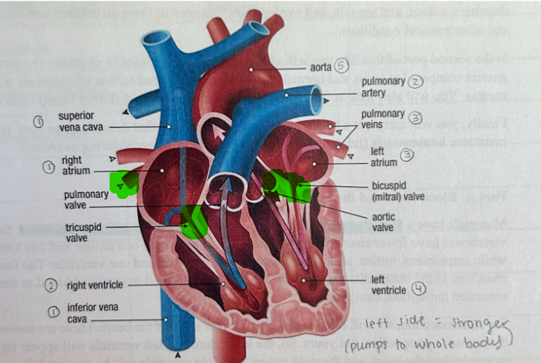 <ol><li><p>Valves are there to prevent backflow</p></li><li><p>The bicuspid valve, the tricuspid valve, the pulmonary valve and the aortic valve</p></li></ol>