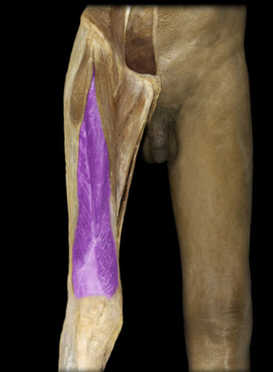 <p>rectus femoris</p>